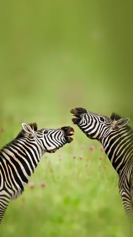 Rietvlei自然保护区内的雄性布氏斑马，南非