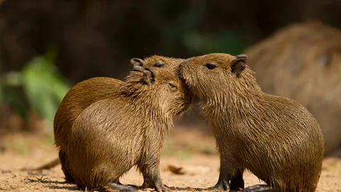 Capivaras: os Reis da Pregui&ccedil;a!