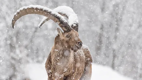 Che grandi corna congelate!