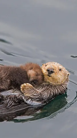 海獭妈妈和新生的幼崽，加利福尼亚州蒙特雷湾