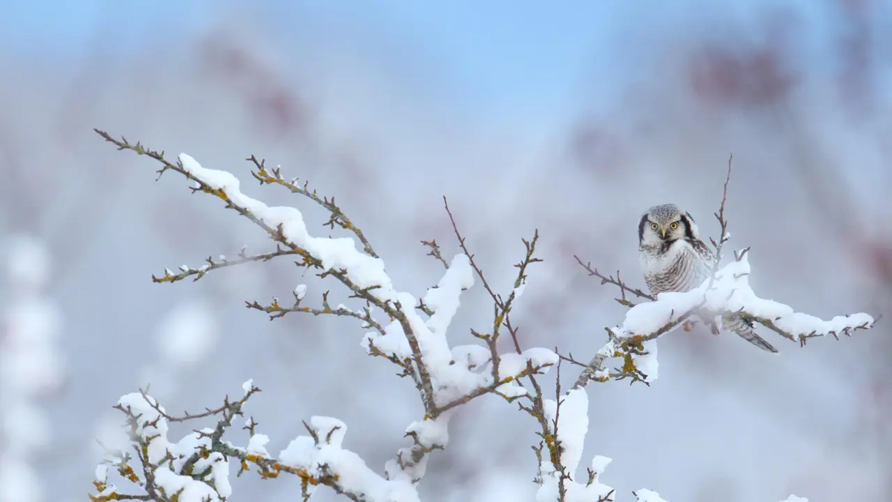 Uma coruja que prefere o dia