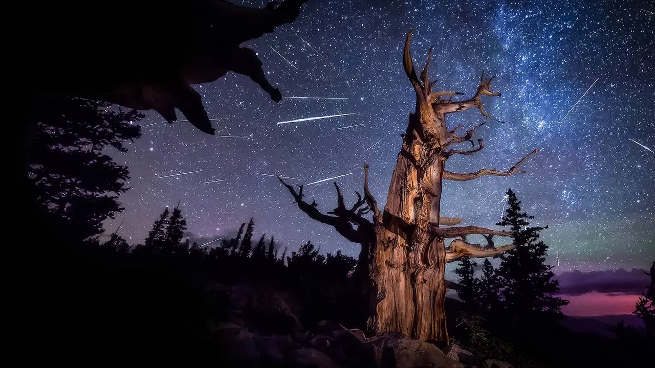 An ancient bristlecone pine, Great Basin National Park, Nevada, United States