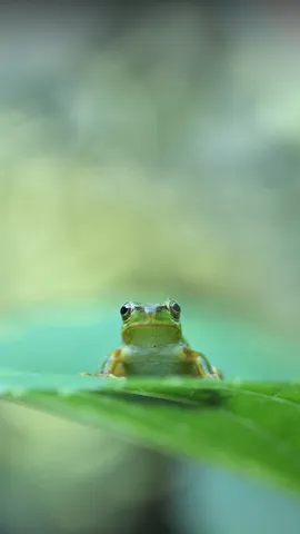 &iexcl;Salta a la primavera!