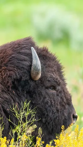 一头毛茸茸的牛