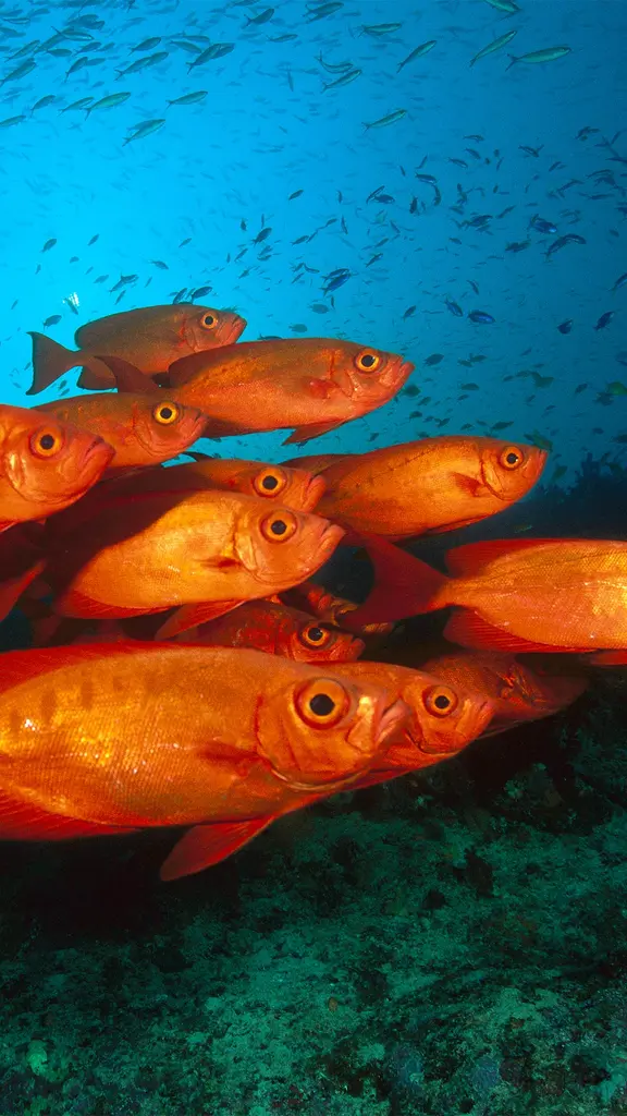 Sharp vision in the depths