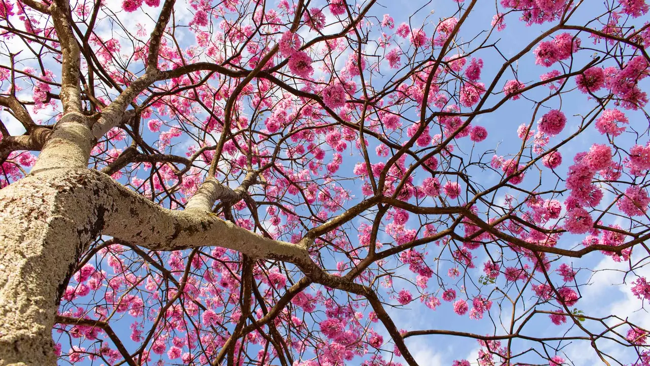 Sombra fresca e cores vivas