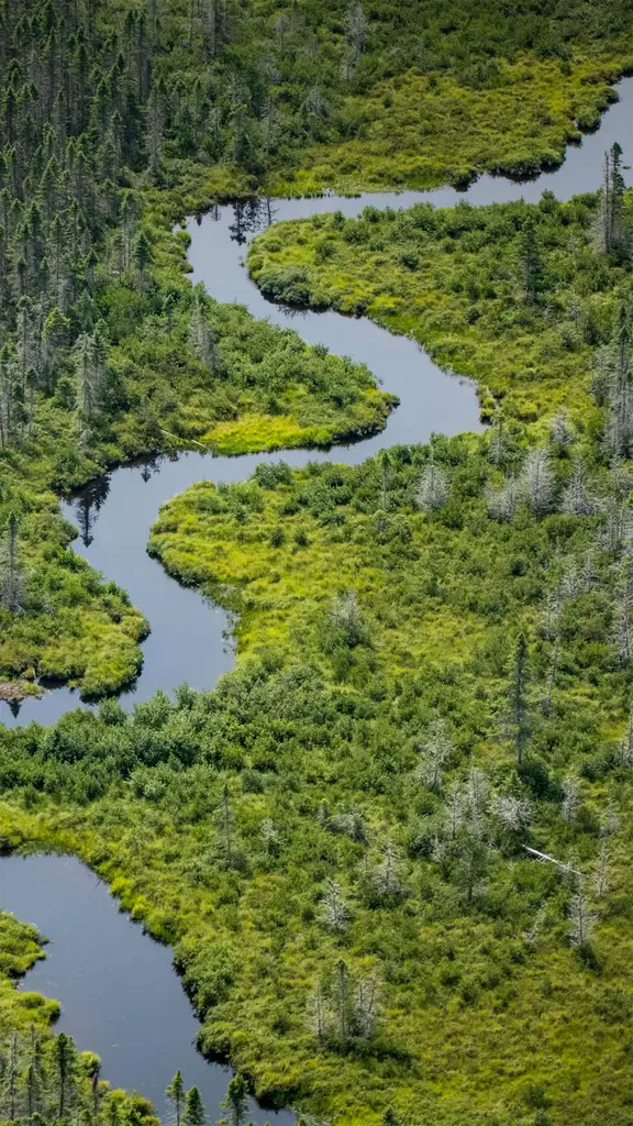 穆斯黑德湖附近的Norcross Brook河与湿地，缅因州皮斯卡特奎斯