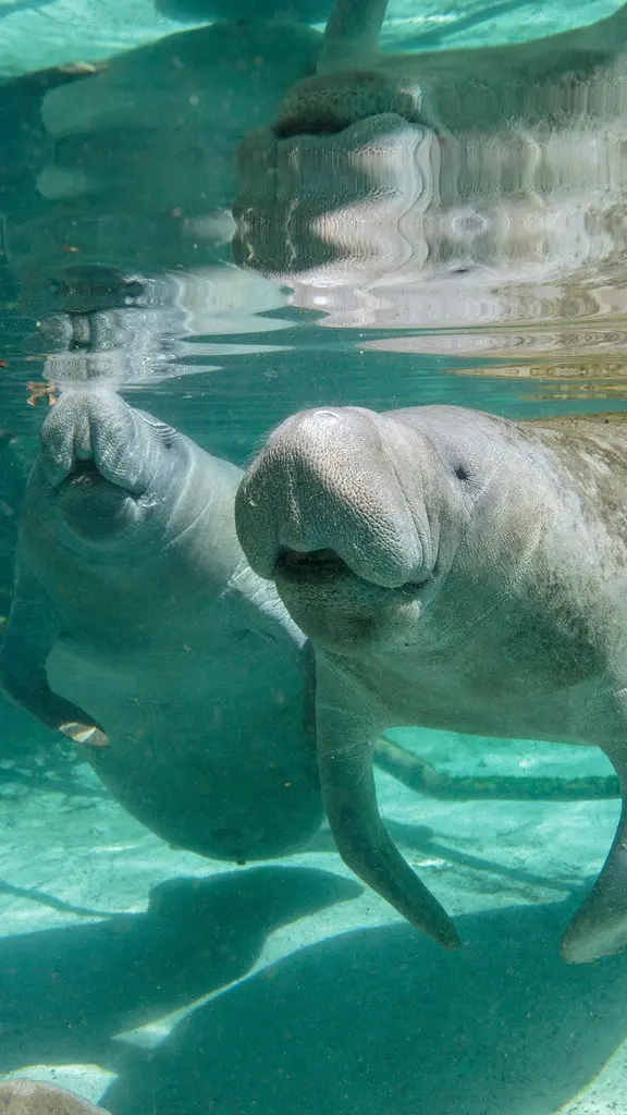 Mother manatee and calf, Crystal River, Florida, United States