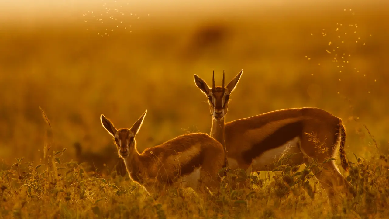 Thomson's gazelle mother and fawn, Maasai Mara, Kenya