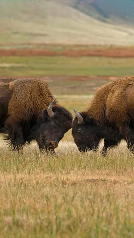 神奇水牛在哪里？