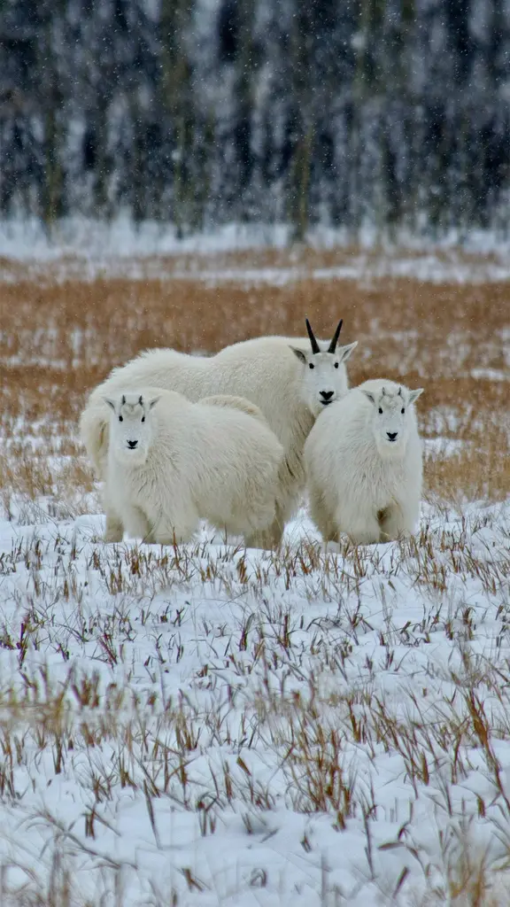 育空地区的落基山羊，加拿大
