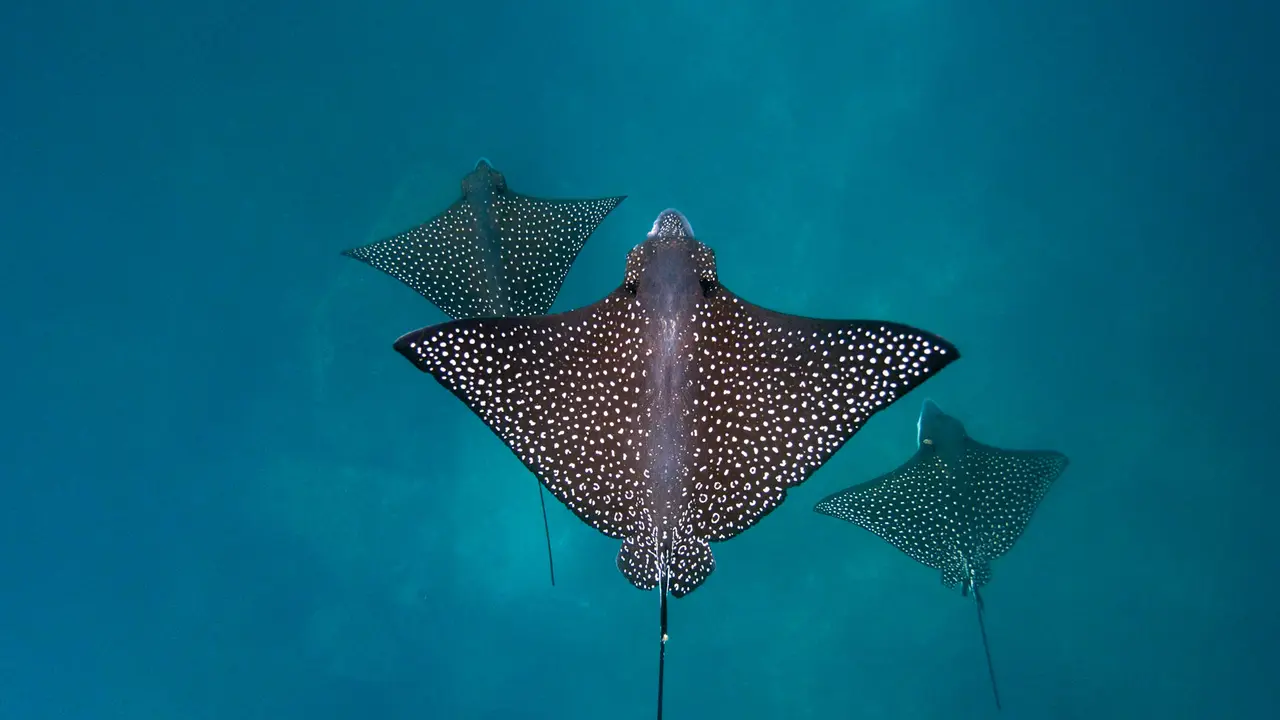Spotted eagle rays, San Crist&oacute;bal Island, Gal&aacute;pagos Islands, Ecuador
