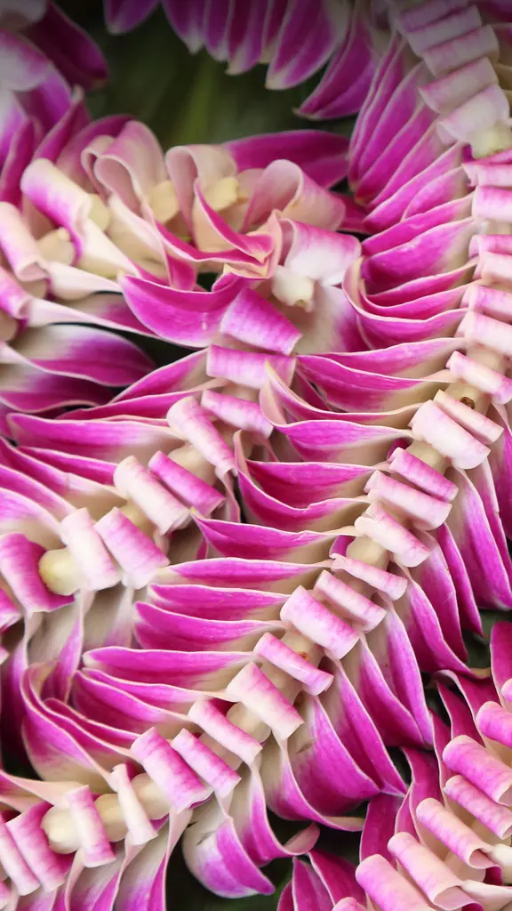 'May Day is Lei Day in Hawaii Nei'