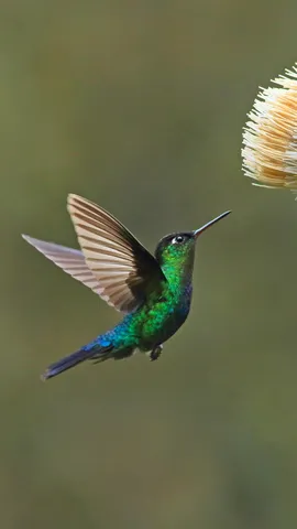 Der goldene Staub des Lebens
