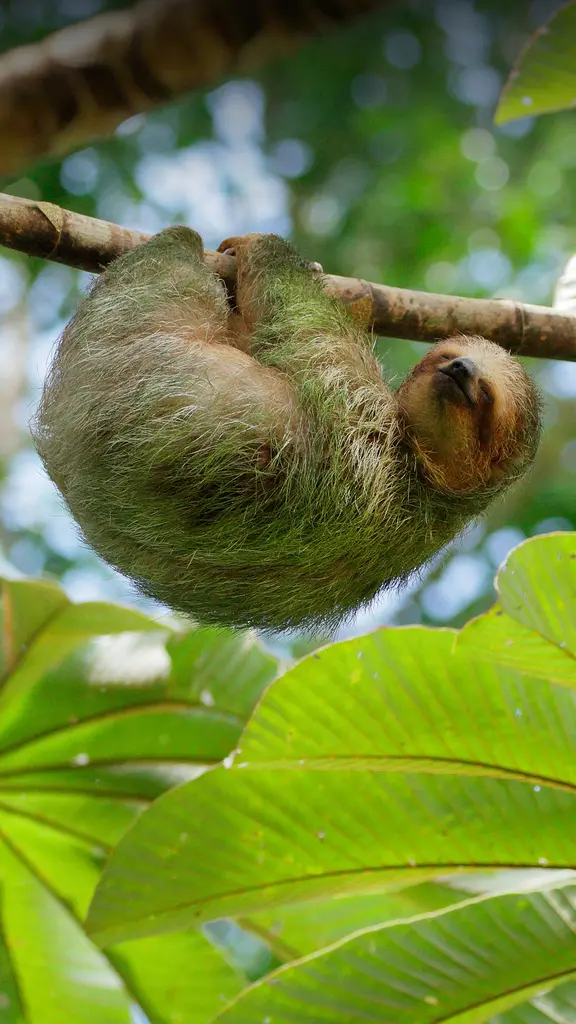 La t&ecirc;te &agrave; l&rsquo;envers !