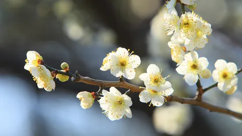 今日から水戸の梅まつり