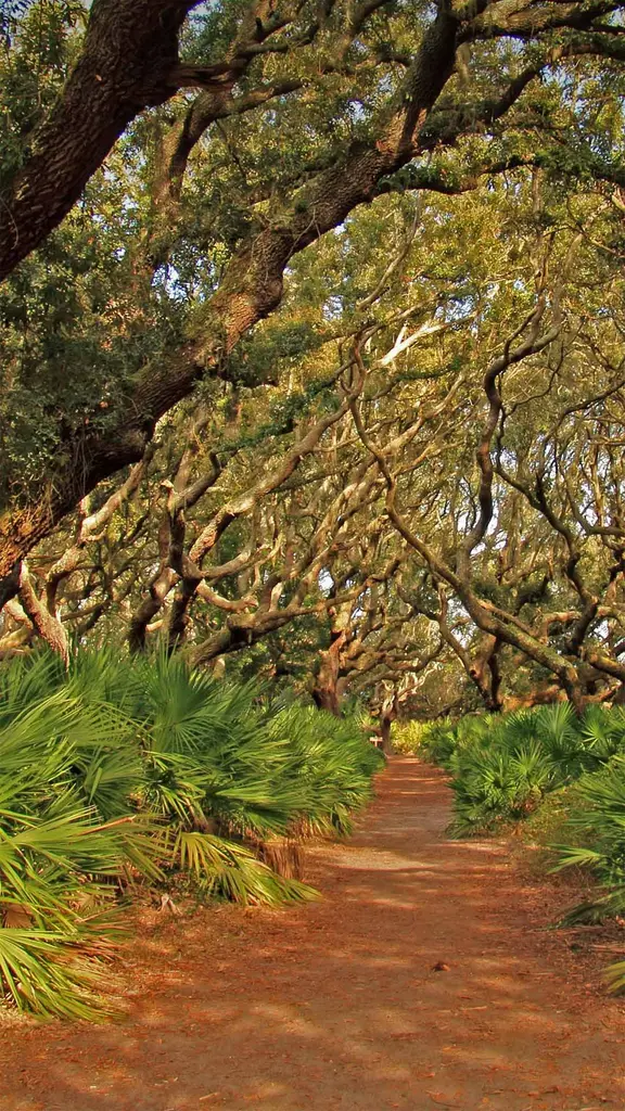 坎伯兰岛国家海岸，美国佐治亚州