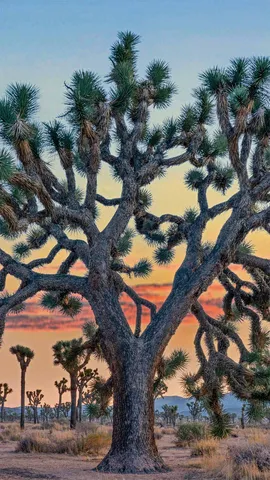 沙漠中的匕首？