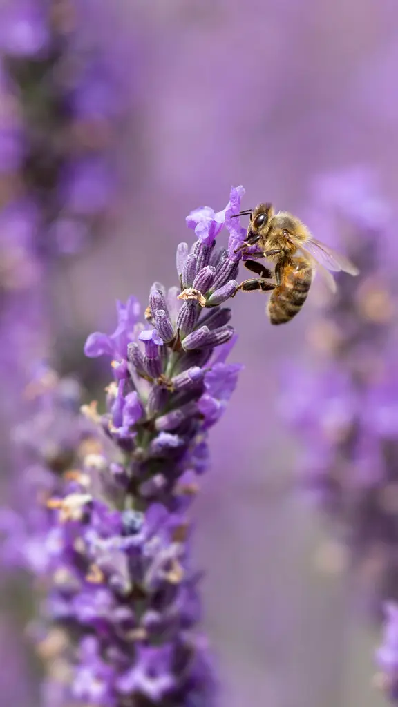 Honey bee on lavender flowers