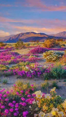 大自然最为色彩鲜艳的一面