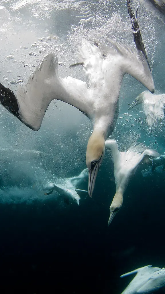 Northern gannets diving for fish, Shetland Islands, Scotland