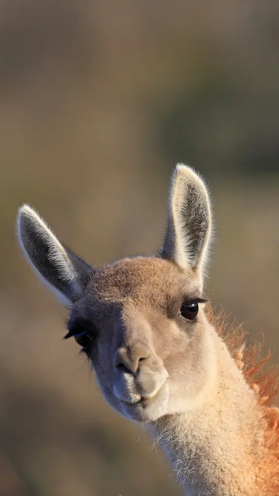 Guanaco, Punta Norte, Vald&eacute;s Peninsula, Argentina