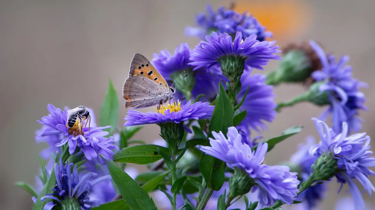 Les sentinelles de la biodiversit&eacute;