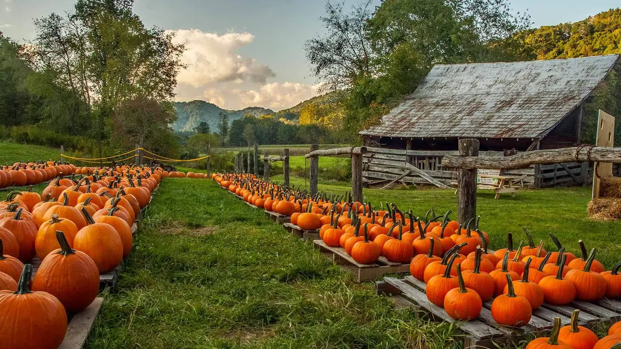 Pumpkin farm in North Carolina, United States