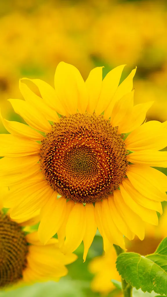 Sunflowers blooming in a field in summer