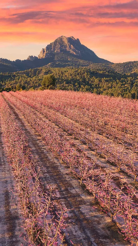 一个美好的春天