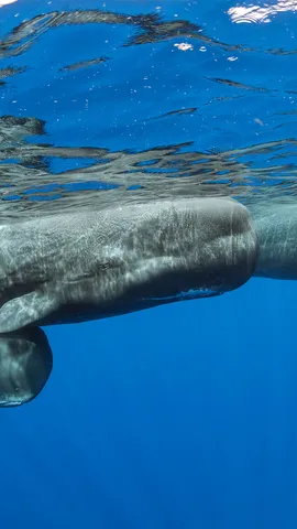 今日は世界クジラの日
