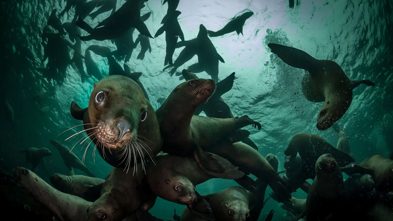 Steller sea lions, Vancouver Island, British Columbia, Canada