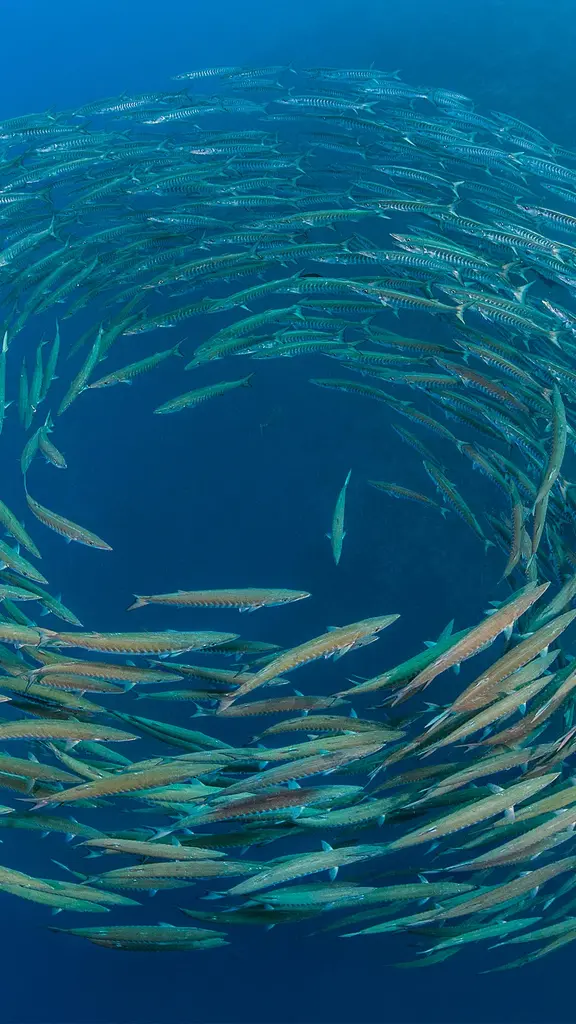 School of blackfin barracuda, Shark Reef, Ras Mohammed National Park, Sinai Peninsula, Egypt