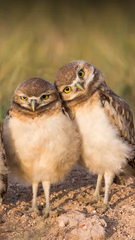 Owl be there for you!