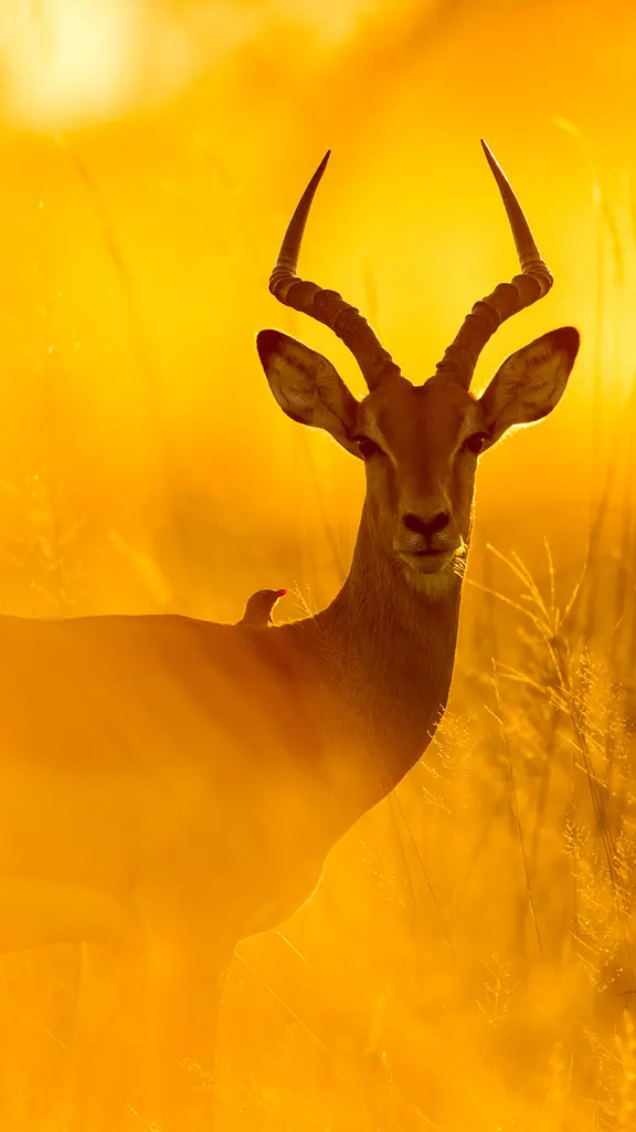 这只黑斑羚正在何处漫游？