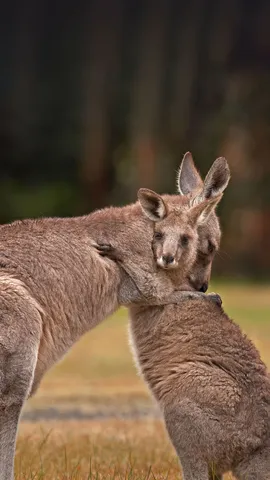 来自妈妈的拥抱和爱