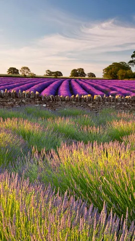 Um mar perfumado de roxo