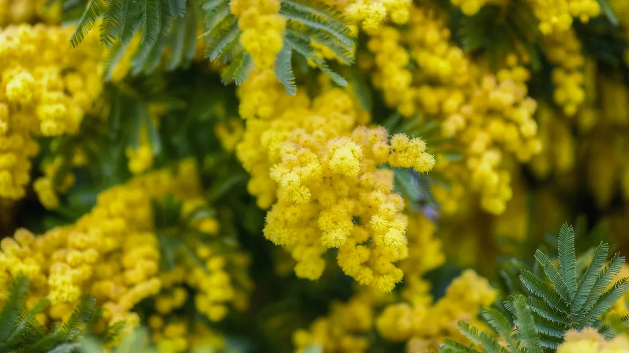 La voce del coraggio