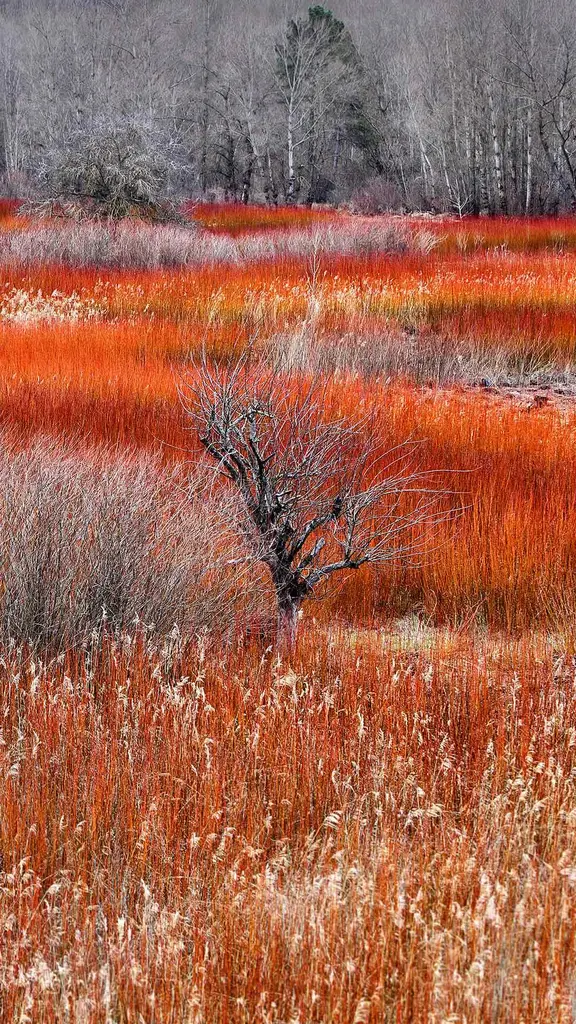 别致的柳条田野，西班牙Ca&ntilde;amares