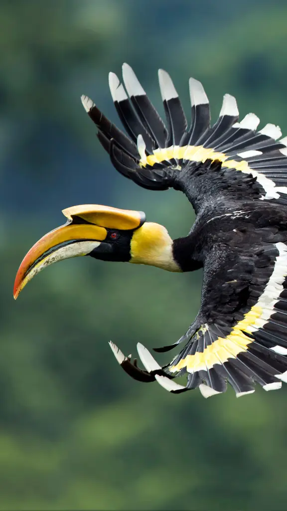 西孟加拉邦的双角犀鸟，印度