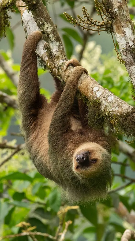 Hoffmann's two-toed sloth, Ecuador