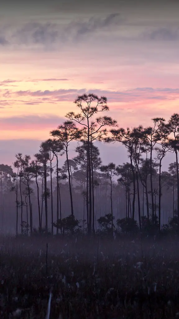 Le plus grand &eacute;cosyst&egrave;me subtropical am&eacute;ricain