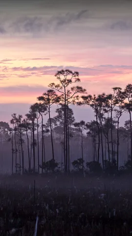 Le plus grand &eacute;cosyst&egrave;me subtropical am&eacute;ricain