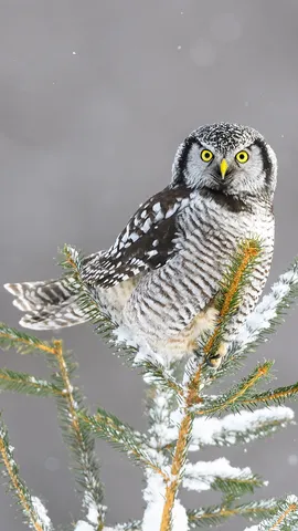 &ldquo;Ulul&agrave; ulul&igrave;?&rdquo;