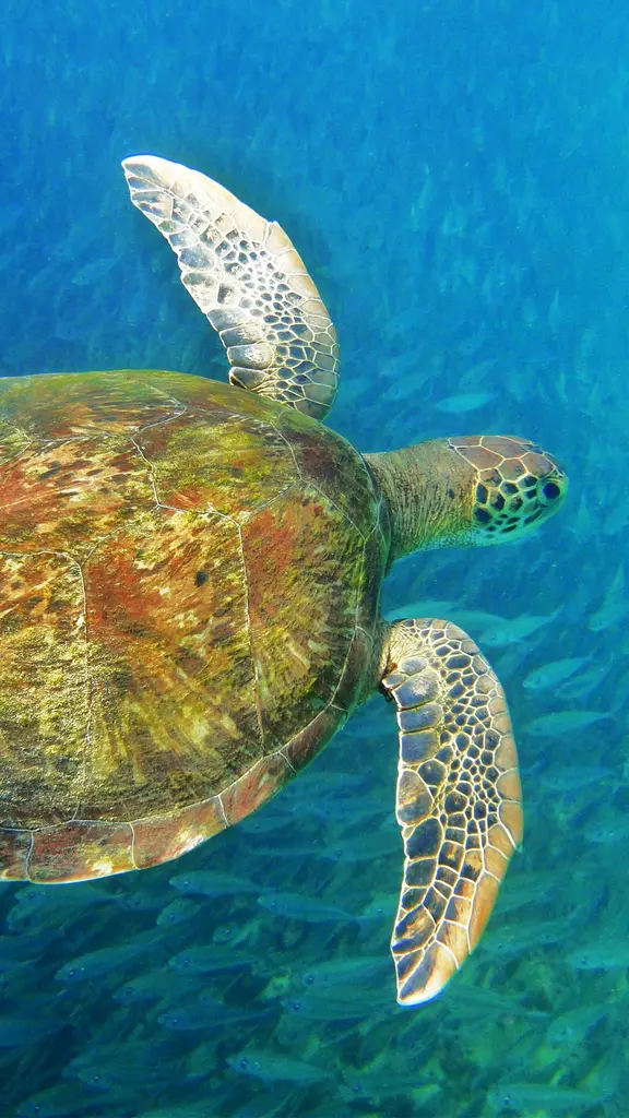 Sea turtle, Fernando de Noronha, Brazil
