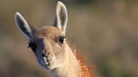 Guanaco, Punta Norte, Vald&eacute;s Peninsula, Argentina