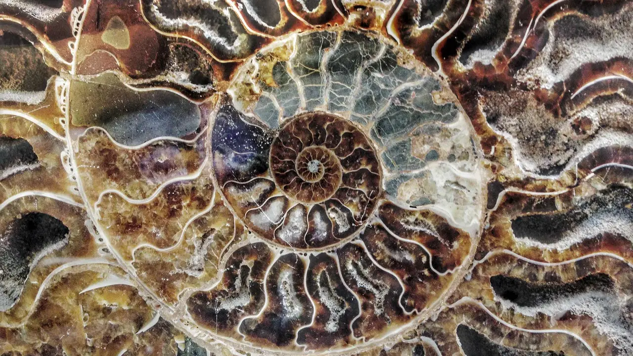 Ammonite fossil from Madagascar