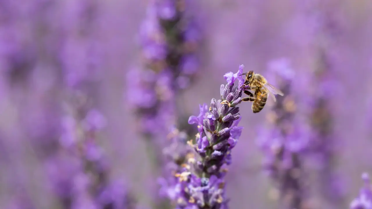 Honey bee on lavender flowers