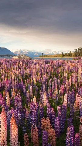 Um belo inc&ocirc;modo