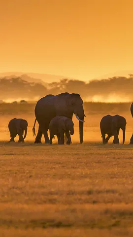 A spasso nella savana